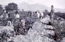 History of Charles Torte Côte du Rhône Wine France